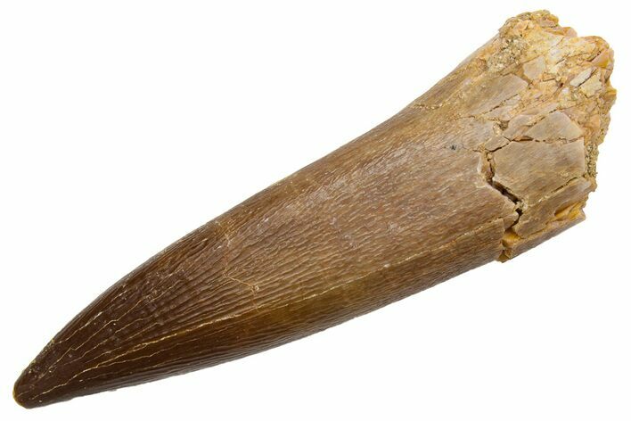 Fossil Plesiosaur (Zarafasaura) Tooth - Morocco #224434